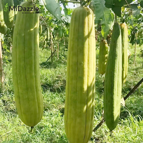 LOOFAH (ROUND) MIOL6103 ₹ 110/-